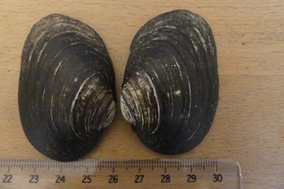 <i>Potomida littoralis</i>