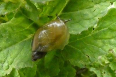 <i>Succinea putris</i>