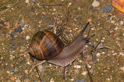 <i>Cornu aspersum</i>