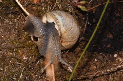 <i>Helix pomatia</i>