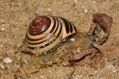 <i>Cepaea nemoralis</i>