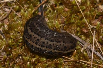 <i>Limax maximus</i>