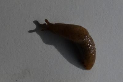 <i>Deroceras invadens</i>