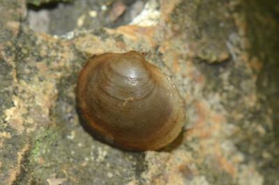 <i>Sphaerium lacustre</i>