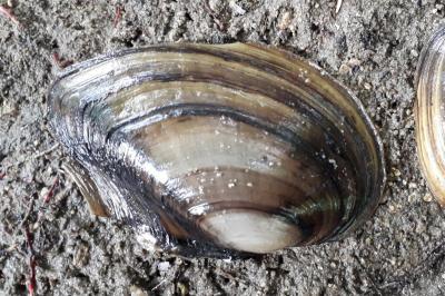 <i>Anodonta anatina</i>