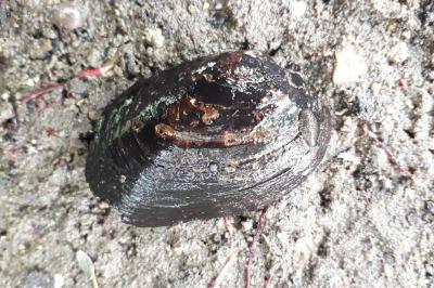 <i>Potomida littoralis</i>