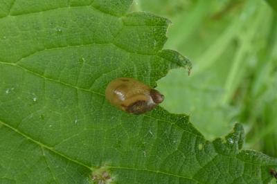 <i>Succinea putris</i>