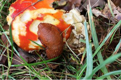 <i>Arion rufus/vulgaris</i>
