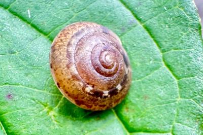 <i>Hygromia cinctella</i>