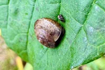 <i>Hygromia cinctella</i>