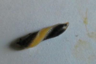 <i>Arion hortensis</i>