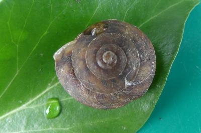 <i>Helicigona lapicida</i>