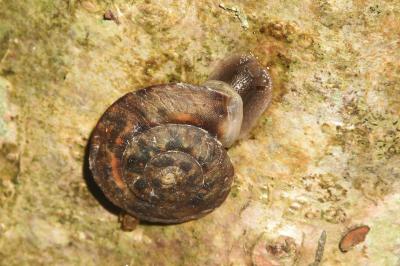 <i>Helicigona lapicida</i>