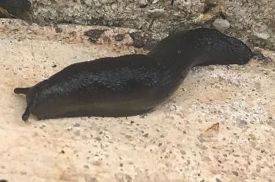 <i>Limax cinereoniger</i>