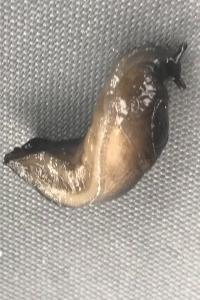 <i>Limax cinereoniger</i>