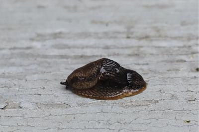 <i>Arion hortensis</i>