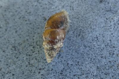 <i>Merdigera obscura</i>