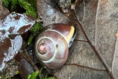 <i>Cepaea nemoralis</i>