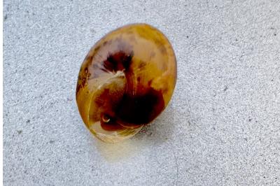 <i>Hygromia cinctella</i>