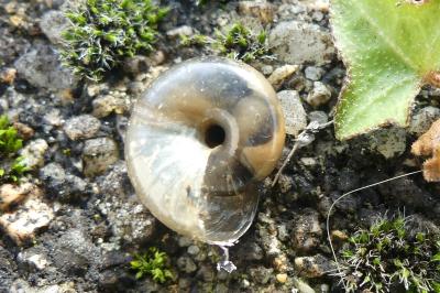 <i>Oxychilus draparnaudi</i>