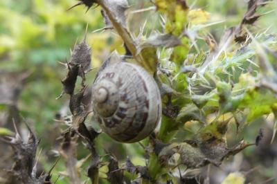 <i>Cornu aspersum</i>