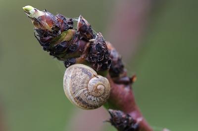 <i>Cornu aspersum</i>