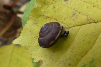 <i>Hygromia limbata</i>