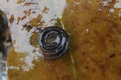 <i>Anisus vortex</i>