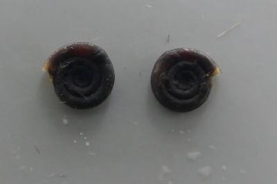<i>Anisus vortex</i>