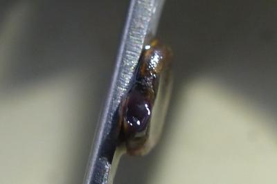 <i>Anisus vortex</i>
