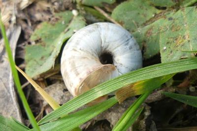 <i>Xeroplexa intersecta</i>