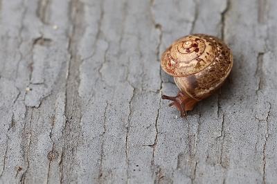 <i>Hygromia cinctella</i>