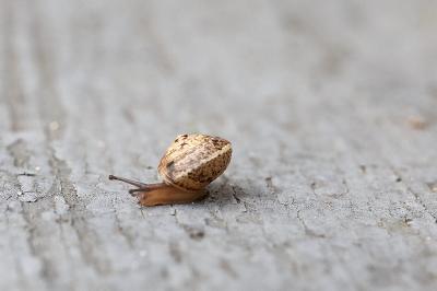 <i>Hygromia cinctella</i>