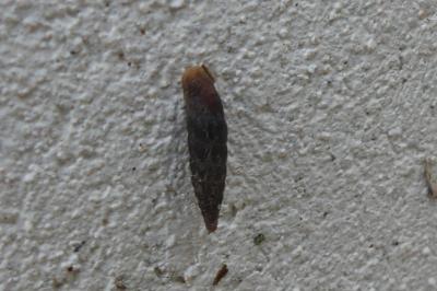 <i>Clausilia bidentata</i>