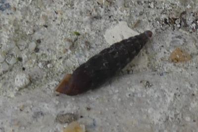 <i>Clausilia bidentata</i>