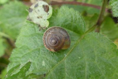 <i>Hygromia cinctella</i>