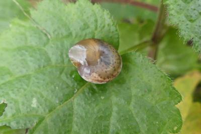 <i>Hygromia cinctella</i>