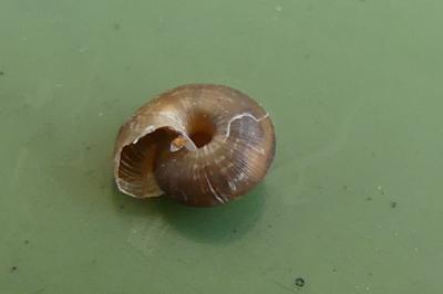 <i>Xeroplexa intersecta</i>