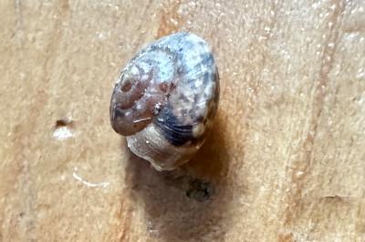 <i>Hygromia cinctella</i>