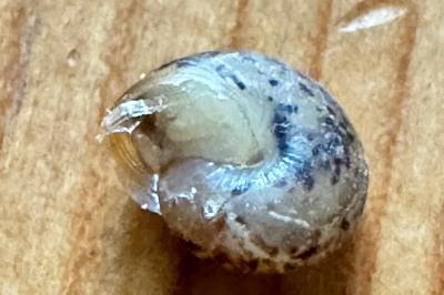 <i>Hygromia cinctella</i>