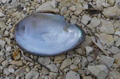 <i>Anodonta cygnea</i>