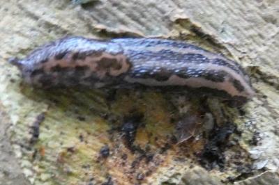 <i>Limax maximus</i>