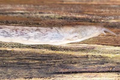 <i>Deroceras reticulatum</i>