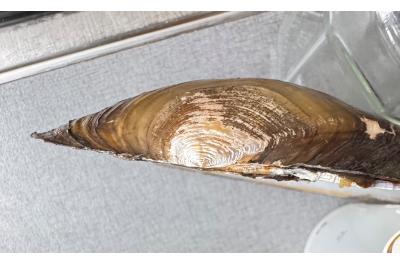 <i>Anodonta cygnea</i>