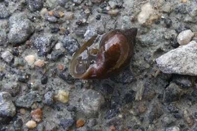 <i>Physella acuta</i>