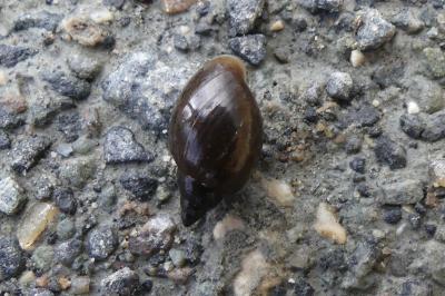 <i>Physella acuta</i>
