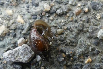 <i>Physella acuta</i>