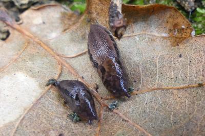 <i>Limax maximus</i>
