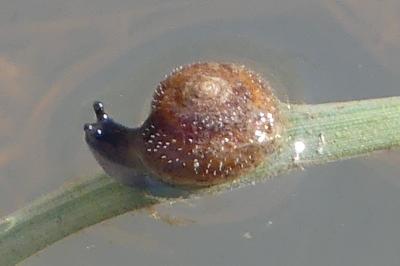 <i>Trochulus hispidus</i>