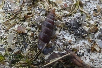 <i>Clausilia bidentata</i>